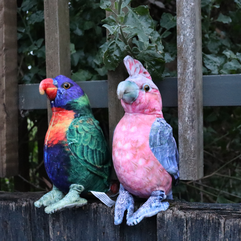 Lorikeet toys hotsell