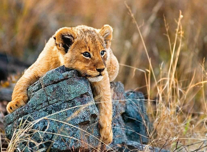 Ravensburger- 200pc Puzzle, Little Lion