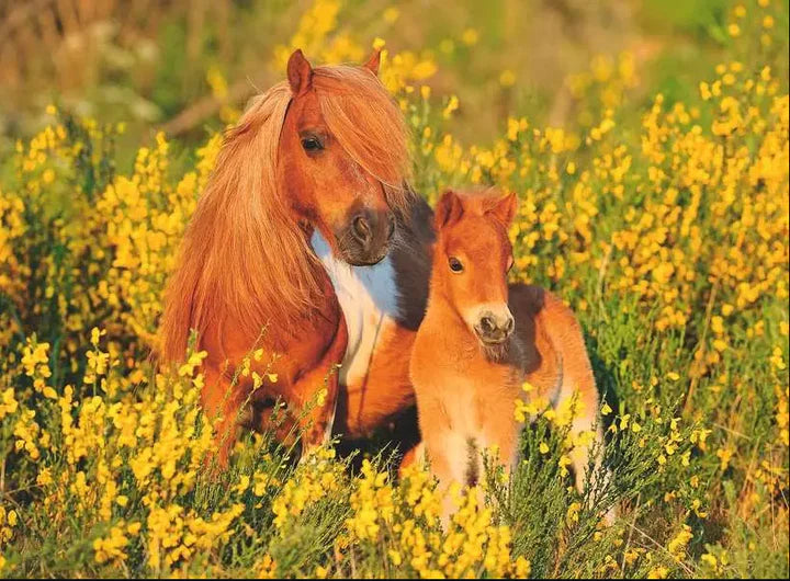 Ravensburger- Jigsaw Puzzle, 100 Pieces, Poneys Shetland