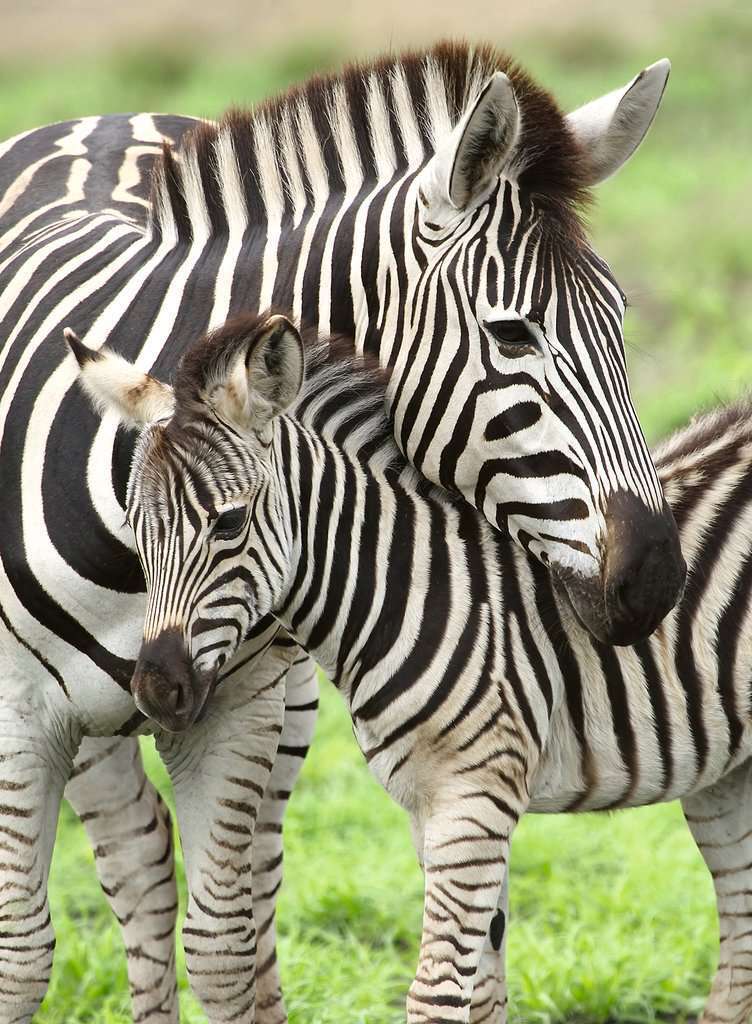 Ravensburger Puzzle, 300 Pieces, Zebra Love