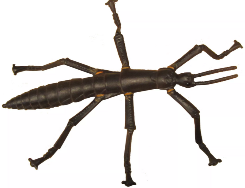 Science and Nature - Lord Howe Island Stick Insect