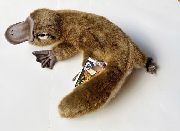 Hansa platypus is a real life soft toy, 40 cm. 